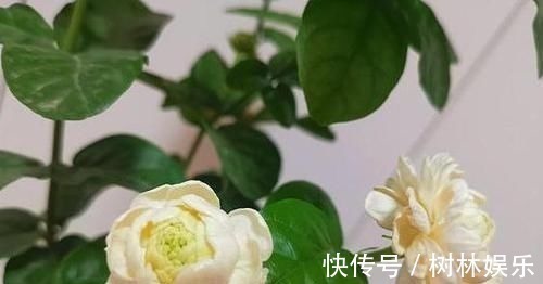 腐烂|茉莉花叶片焦枯，有2种“病因”，避开养护，生长不断，开花爆盆