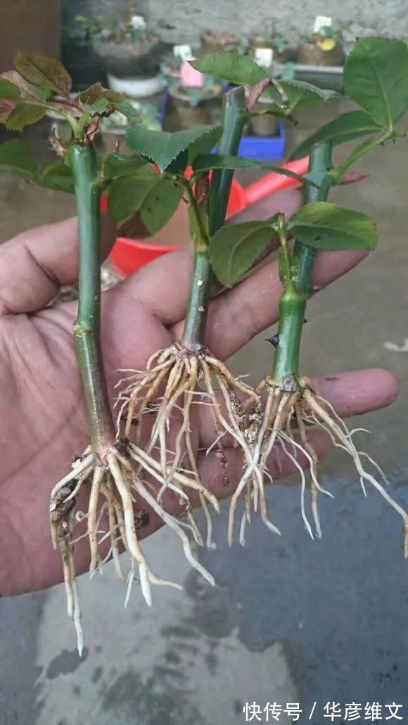 修剪|路边被人丢掉的名贵花,丢人也要捡,种盆里就开花