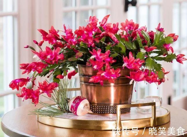 养6种花怕水多,烂根又烂叶,水少长势旺,开花开得多