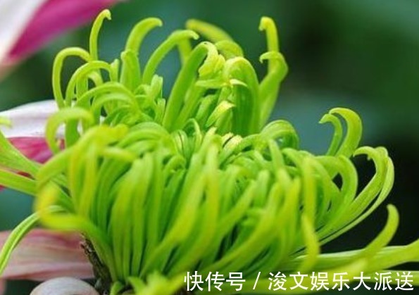 喜欢菊花,首选“优良名菊”绿朝云,花似惊鸿起舞,晶莹碧绿