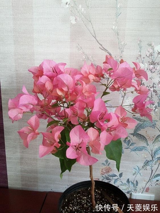 三角梅徒长不开花，也许是浇水的原因吧，新手学会变成开花机器