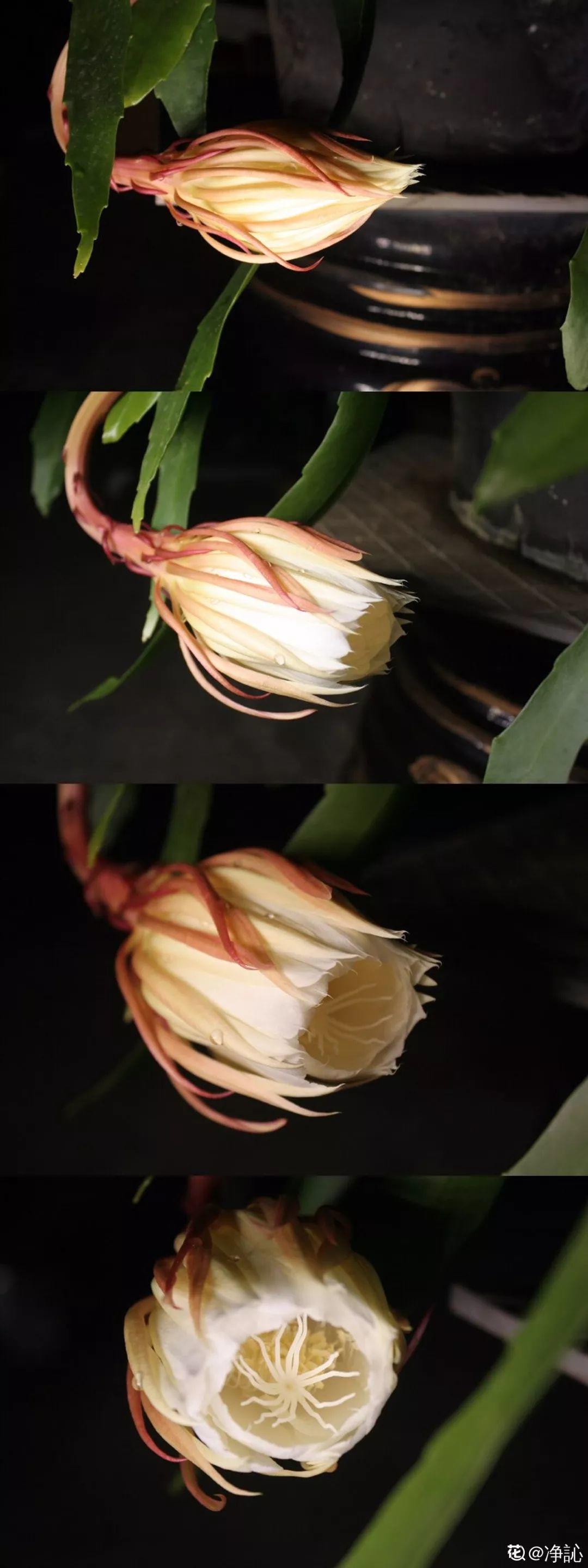 这花真稀罕,刚开花就被掐光了,花钱未必买得到!