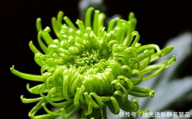 绿朝云|喜欢菊花,不如养盆“珍贵名菊”绿朝云,似惊鸿起舞,美丽优雅