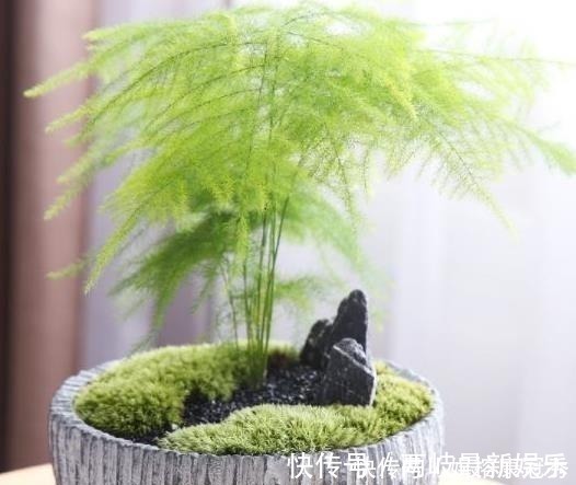 别傻傻把“云竹”当文竹养,“云竹”很贵重,区别养护别受骗!