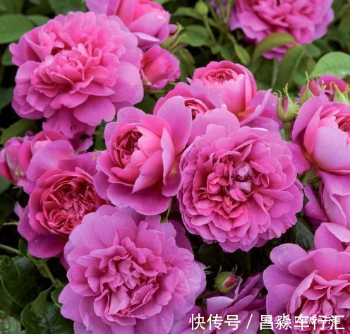 喜欢玫瑰，不如养“珍稀品种”安妮公主，花团锦簇，芳姿耀眼