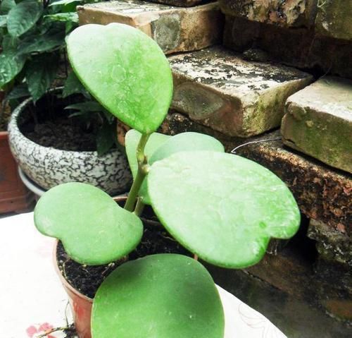 花卉|头次见“这种”花，叶子像颗“心”，好特别、是盆栽佳品