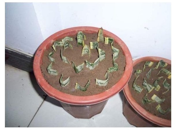 花店老板不会告诉你以下几种花叶子沾土就生根,养1盆可变多盆