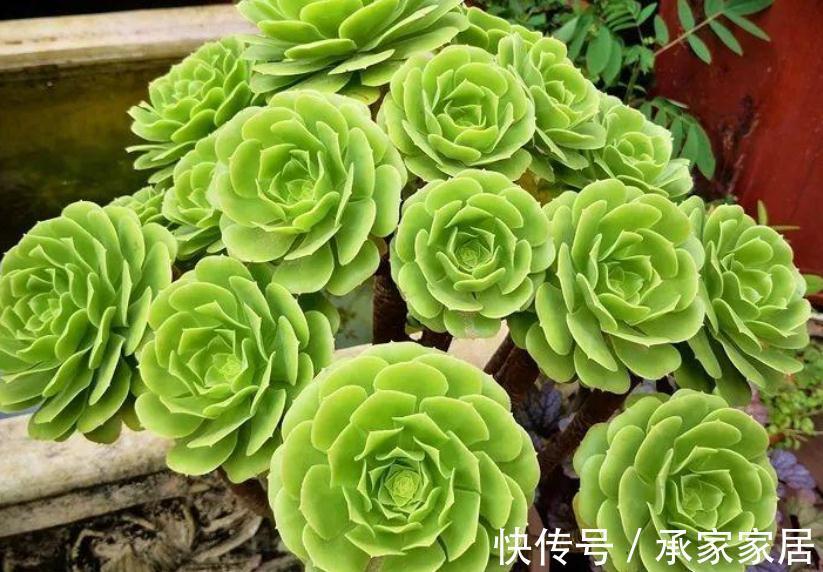 火红色|养多肉别随意，选这3款，养2年成老桩，身价倍增，赚大了