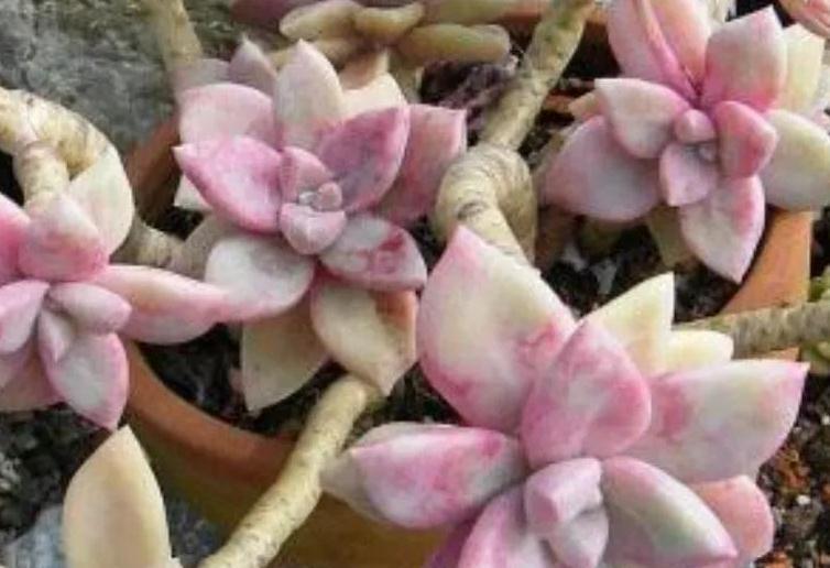 人气较高的8种多肉，天冷越晒越漂亮，越看越喜欢