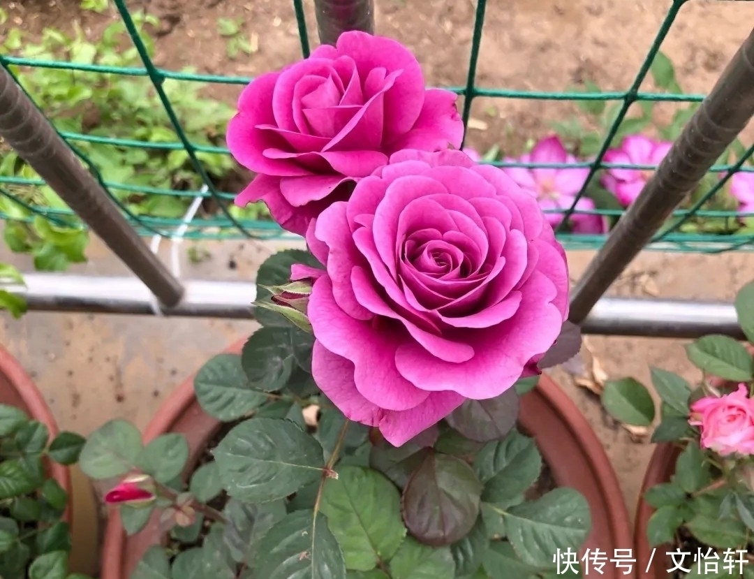 品种|100个月季品种，千姿百态，每个都很漂亮，图名并茂，值得收藏