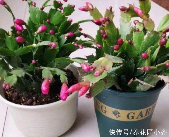 花盆|给花换盆的“错误”操作，很多人都这样做，下次一定要改