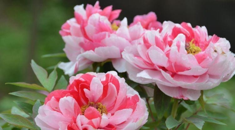 4种花沾土就活，开花又大又艳，比牡丹美，比绿萝好养