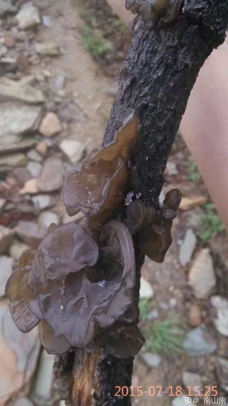  就算是再节约，这5种食物放久了，也别吃了！