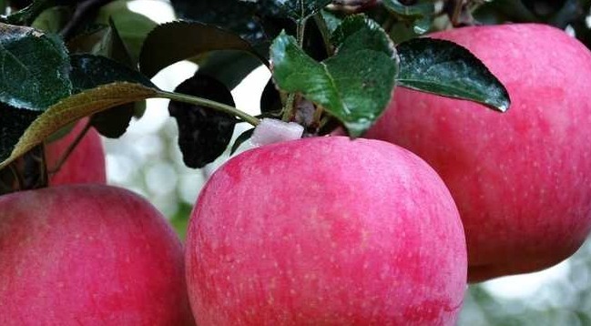 食物|想长寿，平时坚持吃4种食物，排毒抗衰，保护肠胃，越活越年轻
