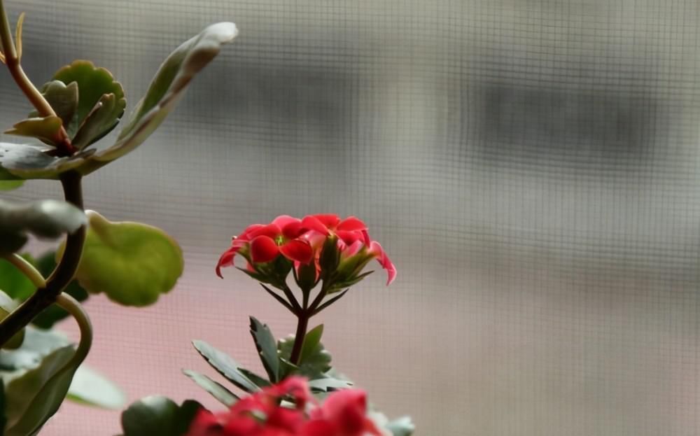 老单红|长寿花的品种越来越多,老单红却被淘汰,开花红艳为何不招人喜欢