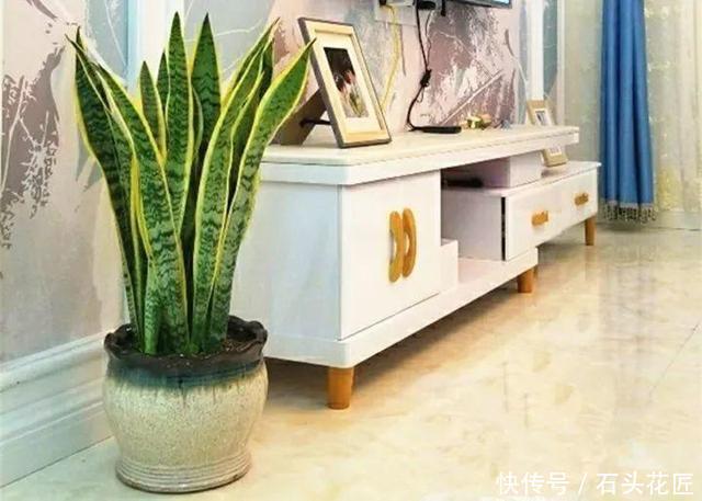 新房|搬新家之前，一定要养“这6种花”，除“甲醛”效果好