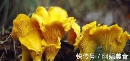 冠状动脉|农村人都在吃的野菜 具有降血脂改善冠状动脉循环的功效