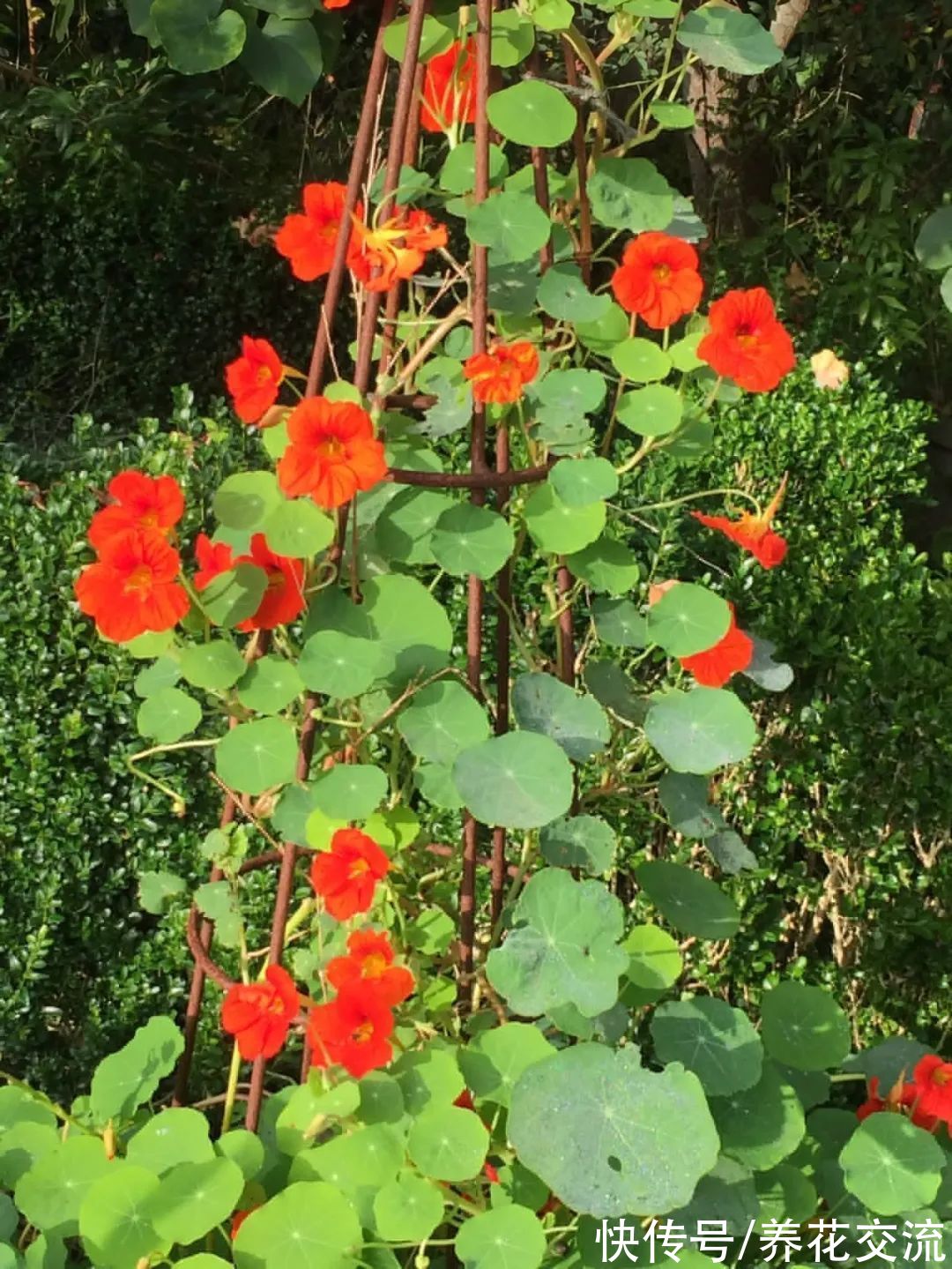 多年生|7种四季都可以养室内的开花植物，养花新手也可以尝试种几盆