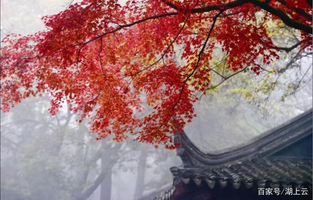 湖山访秋@七绝湖山访秋(新韵)两首