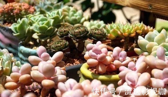 浇水|多肉难度夏,叶子皱巴巴“就浇水”小心烂根水化“找上门”!