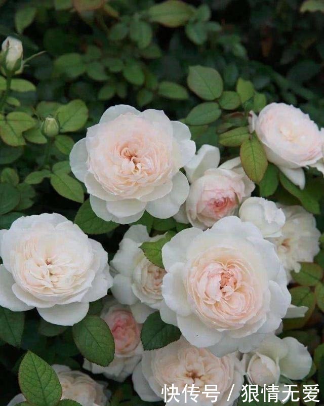 一朵花|超级香的花,漂亮不输玫瑰,四季常开,还可盆栽种植,此花值得养!