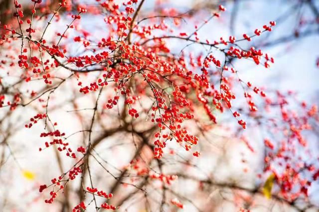 王伯刚#红果诗词19首:相思何必南国豆，君看枝头数点红