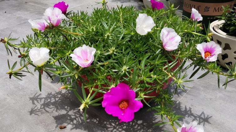 太阳花|夏季养花首选:太阳花,盆栽扦插天热长得好,更易出状态