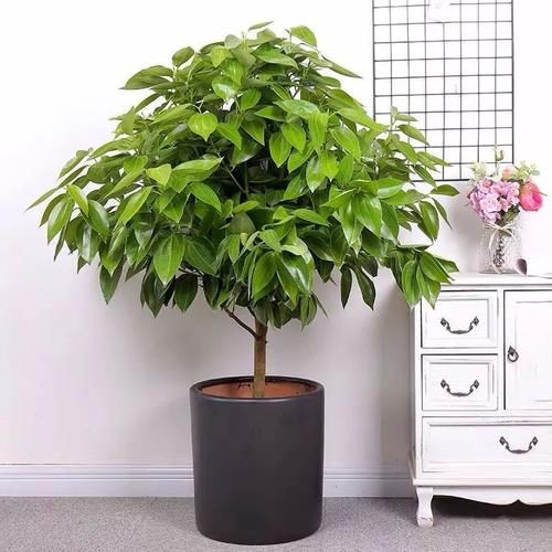 盆景里的镇宅树，桂花树、幸福树、平安树，堪称“吉祥三宝”