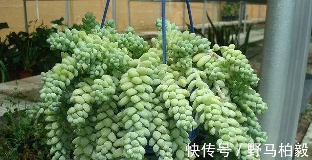 叶子|这种多肉吊起来养,所谓像一串串葡萄一样,美爆了