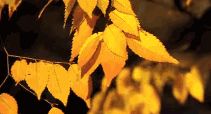 核桃|秋季养生有诀窍,牢记“5宜2忌”,养肺、养肝、养脾胃,全家安康