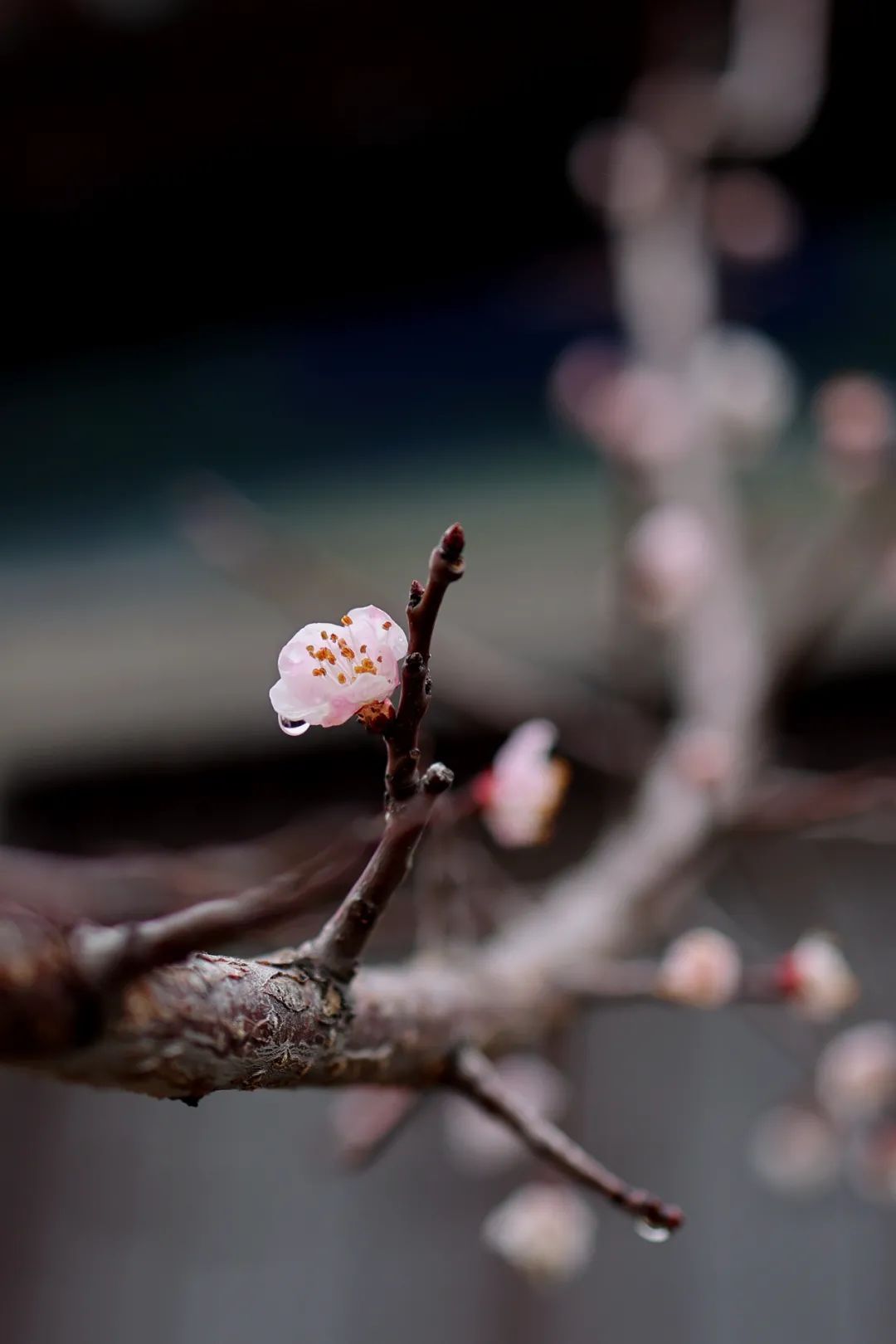 春雨初歇，蓬莱阁赏花正当时！