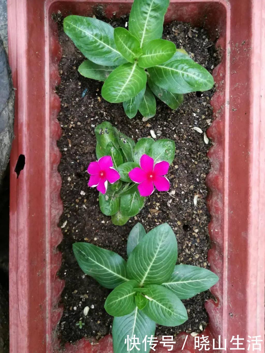 繁殖|5种花现在插土里，下个月就开花，再热也不怕，别错过了