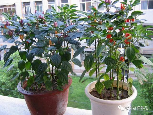 阳台种盆菜,比花还好看,结果还能吃,别提多美了