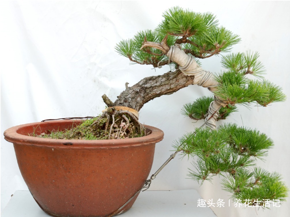 黑松盆景不发芽,做好“4个”主环节,生长旺“出芽”率高!