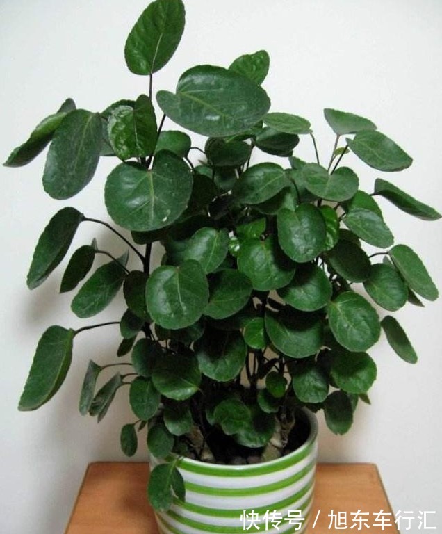 4种花号称“有钱花”,福运、财运滚滚来,越养越有钱,家家必养