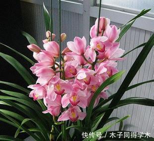 施肥|夏天兰花有4“怕”,现在避开还不晚,安全度夏叶油绿