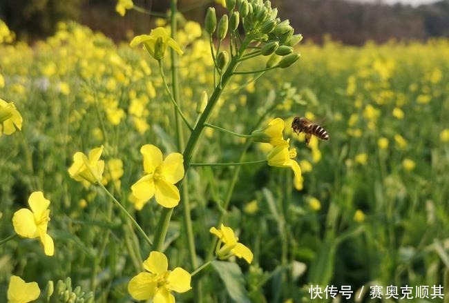 老年|初春的南方己是花花的世界了，春意盎然看美成啥样了？