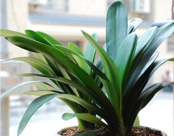 婆婆用这个方法养的君子兰，叶子油绿可爱，方法很简单