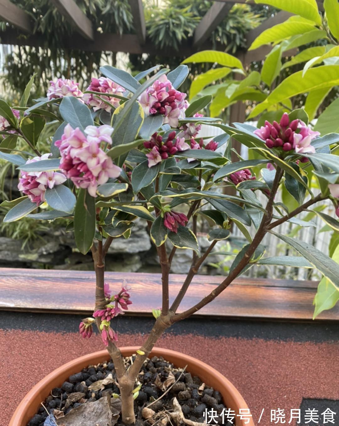 浇水|15种常见花,冬天浇水有讲究,小心越浇花越死