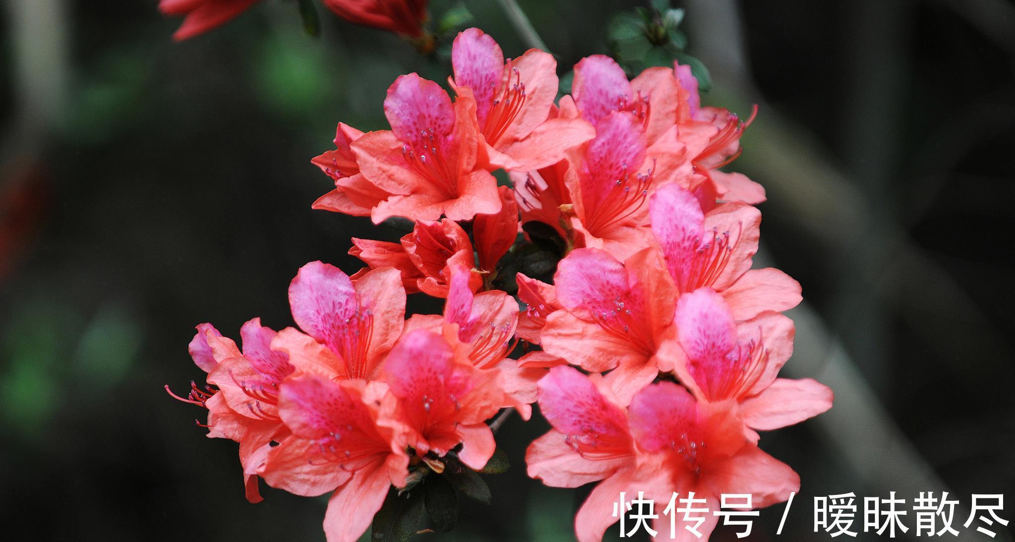 花友|容易被“误杀”的7种花,汲取教训,才能养好