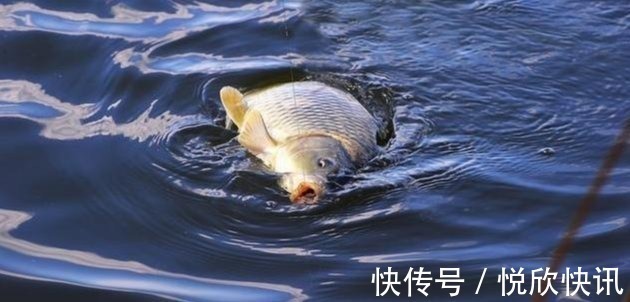 自制一款经济实用的小麦诱饵,会用的钓鱼人不多