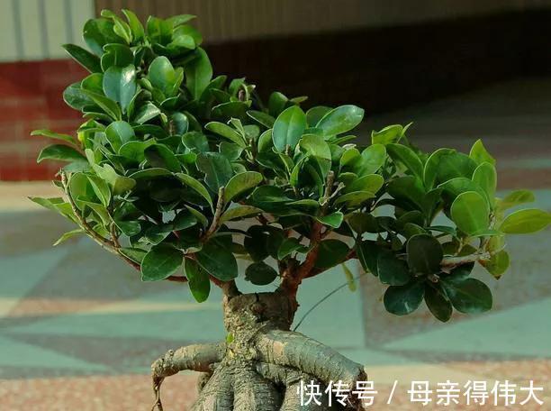 养过榕树以后才后悔,本以为是盆常绿货,结果叶片发黄像棵草