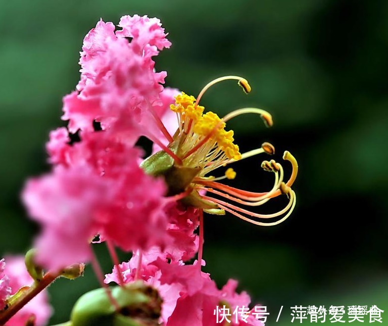 痒痒花|此花枝繁叶茂色彩穗繁，姹紫嫣红成一道靓丽的风景线，是好运之花