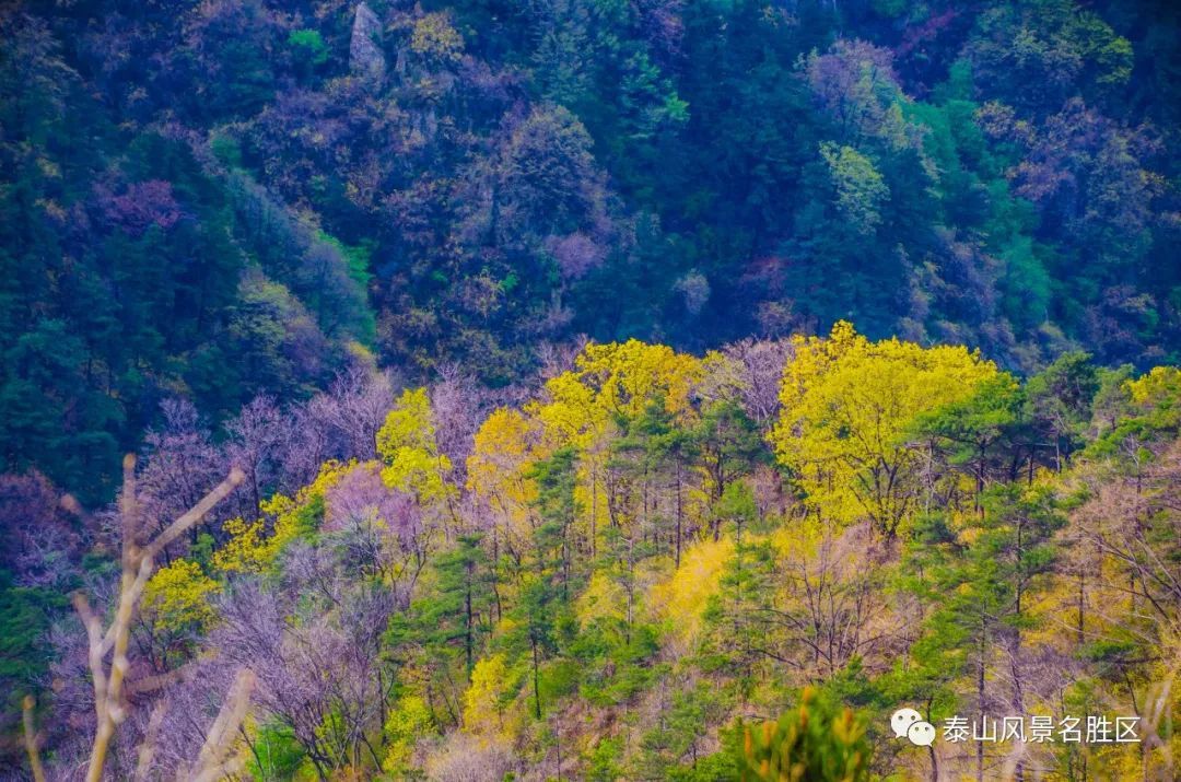 春红|林花谢了春红，醉染流年