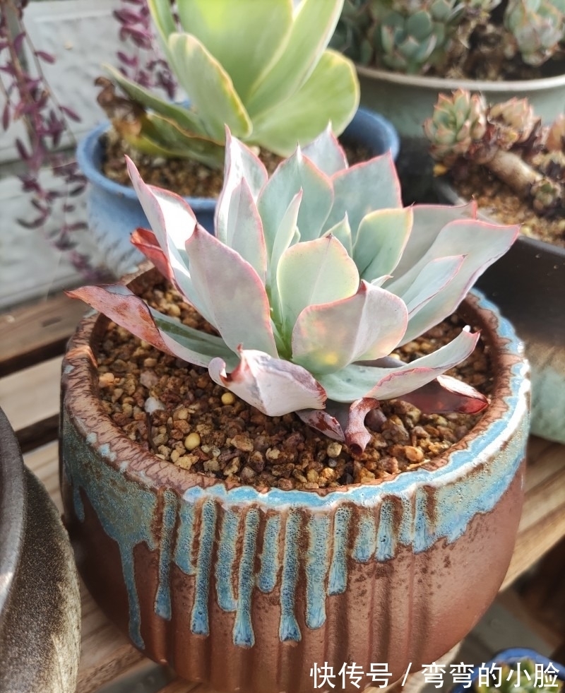 诺娃|有事没事看看多肉,才是度夏的基本保障