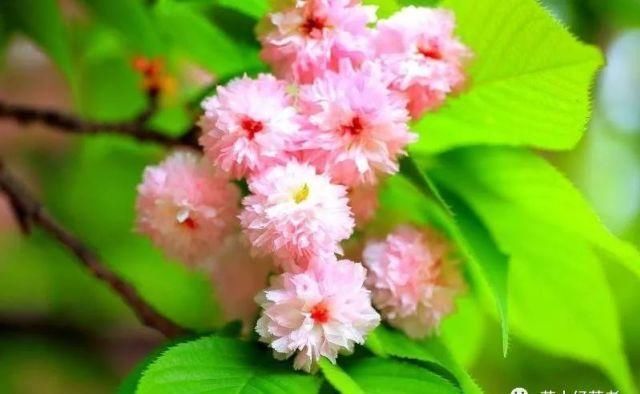 花瓣最多的樱花品种兼六园菊樱 快资讯