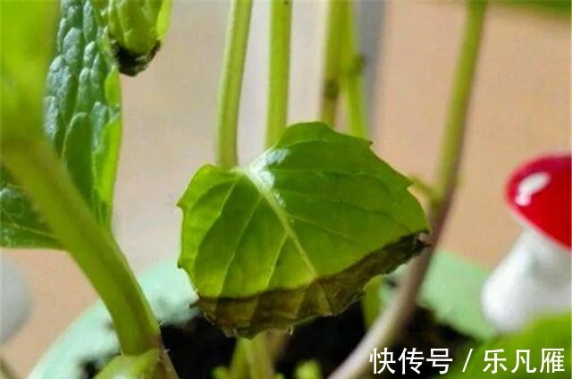 缺水|养花技巧快死的花，剪一刀立马活，还能再开花！