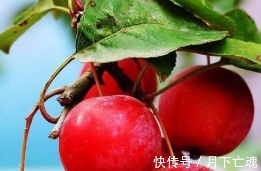 栗子|全家希望老人孩子身体健康,多吃3种福寿果,寓意福寿双全