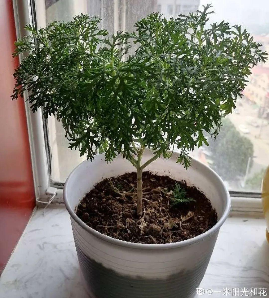 叶子|20种花，天凉了赶紧剪，来年开花有多又艳！