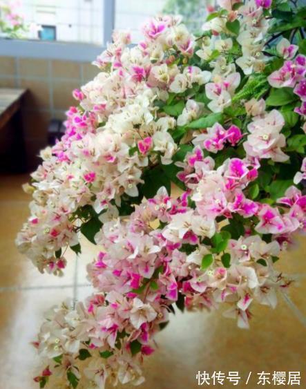 长势|秋天三角梅长出花苞后,两处修剪是重点,做好了花量翻倍